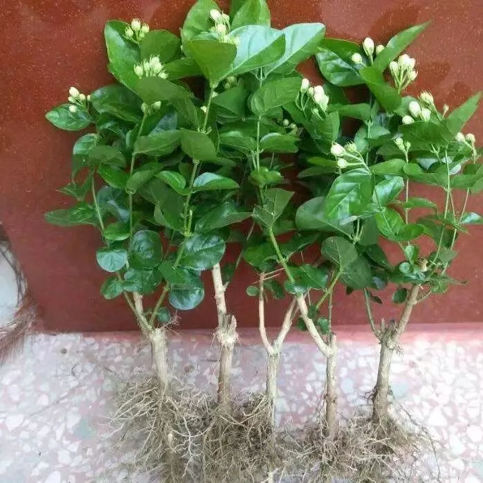 《带花苞》重瓣茉莉花苗花卉盆栽四季开花庭院窗台观花盆景树老桩