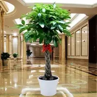 发财树花卉盆景植物盆栽大招财树摇钱树花苗客厅老桩大型绿植