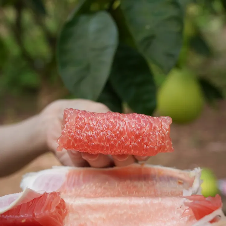 广安龙安柚 文旦柚 10年老树果 树上的蜂蜜柚子茶 红心柚 无筋