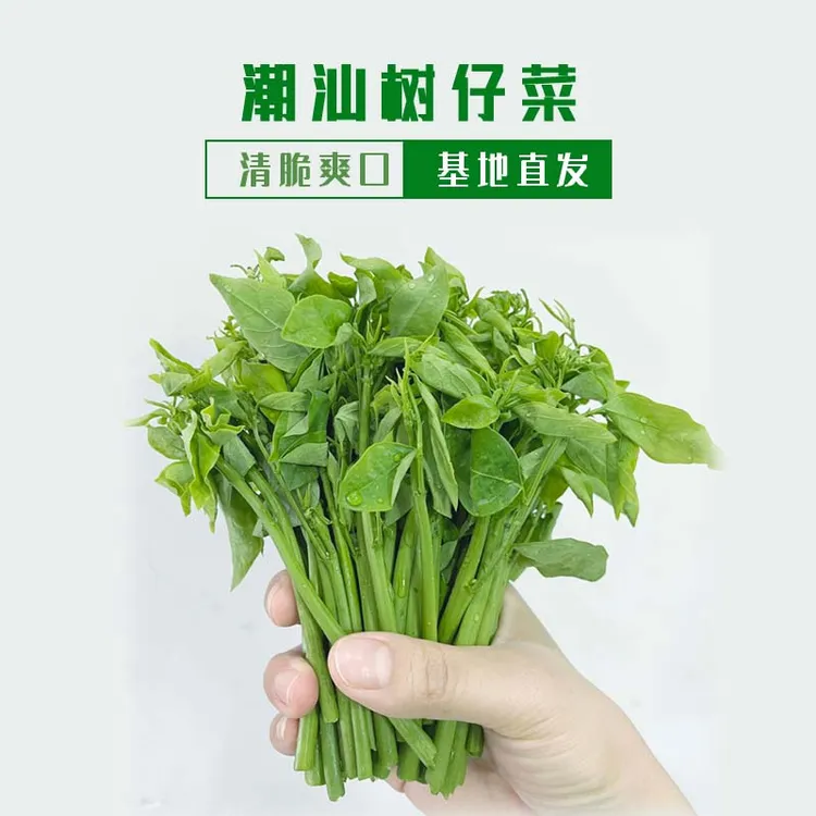 潮汕脆嫩树仔菜3斤新鲜野菜正宗树菜青菜食用绿色蔬菜海南野菜