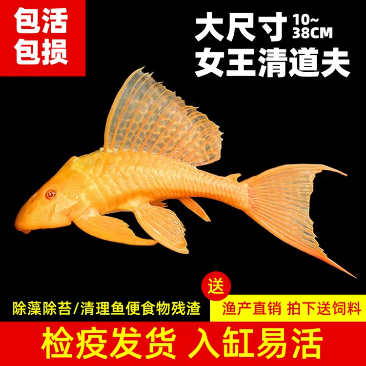 鱼缸清洁鱼红眼女王大帆清道夫豹纹夫清理垃圾净化鱼缸热带观赏鱼