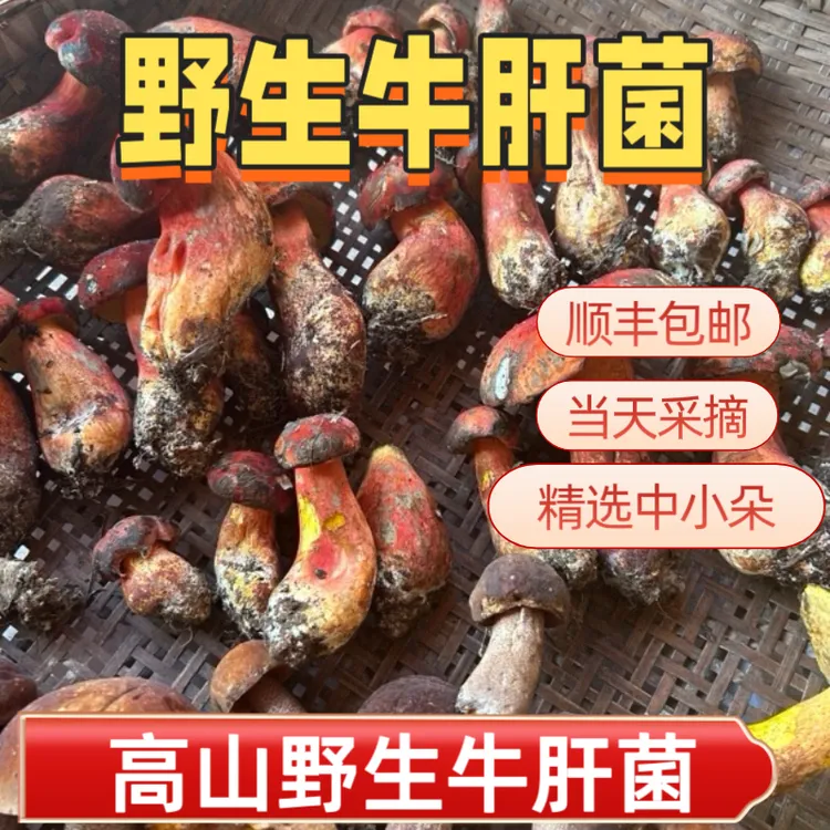 野生牛肝菌系列红葱牛肝菌黄牛肝菌黑牛肝菌