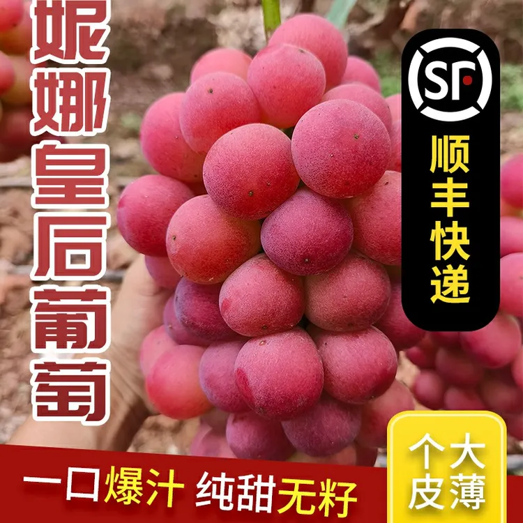 云南大理正宗纯甜妮娜皇后葡萄提子1斤/4斤精选整箱批发顺丰空运