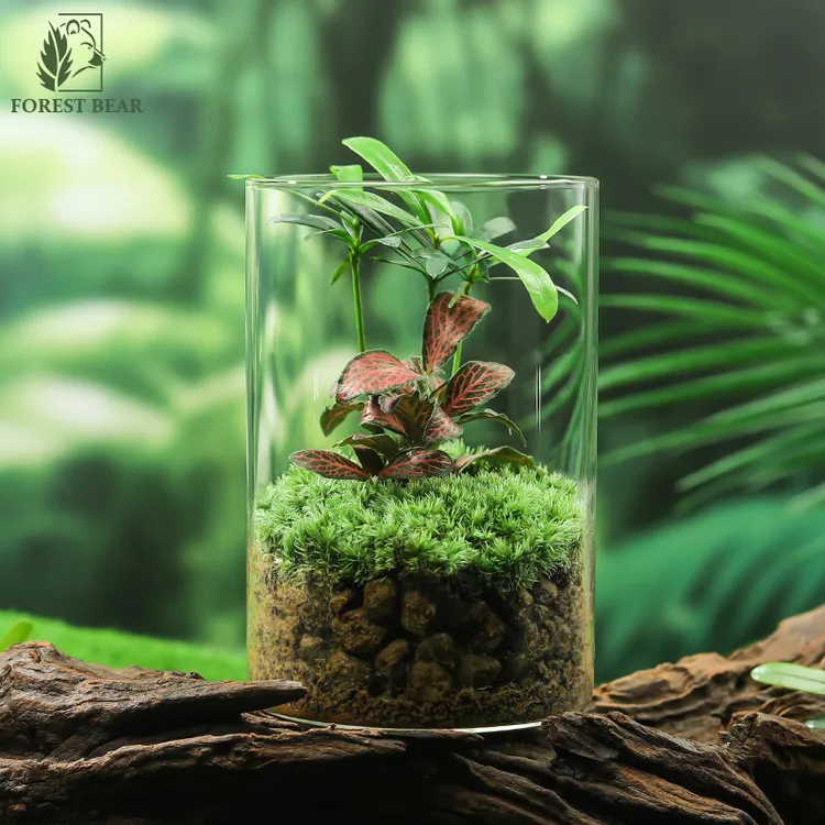 绿植懒人微景观创意书房桌面茶几迷你植物罗汉松小生态玻璃瓶盆景