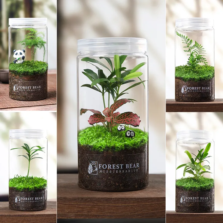 苔藓微景观生态瓶创意趣味桌面办公室茶桌狼尾蕨文竹懒人绿植礼品