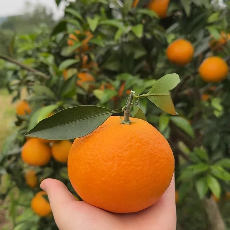 爱媛果冻橙皮薄好吃水分足