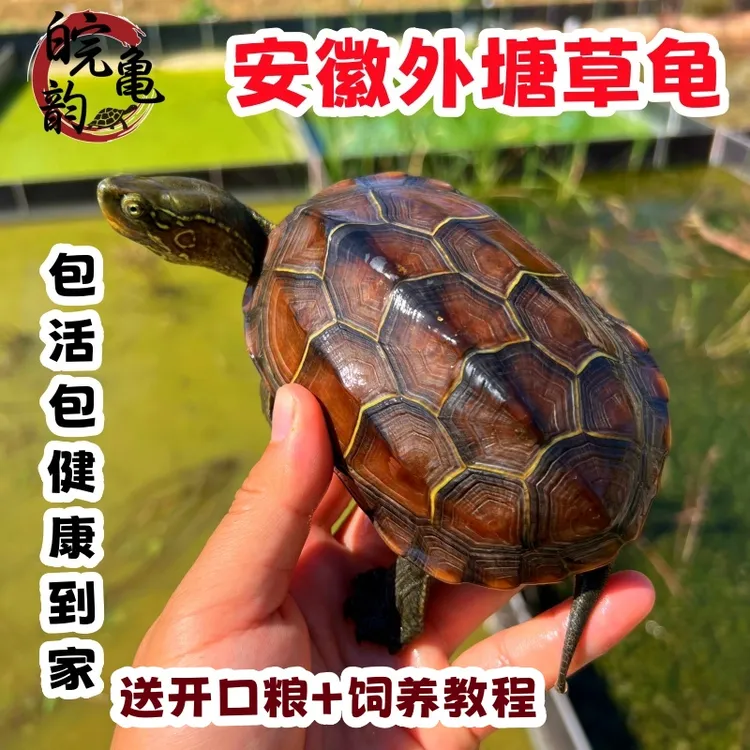 纯外塘安徽大头草龟皖南中华草龟苗顶墨龟宠物乌龟金线小乌龟活体