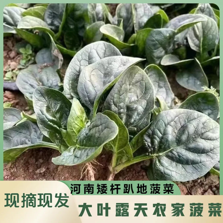 河南新鲜矮杆趴地小菠菜露天种植现挖现发5斤包邮