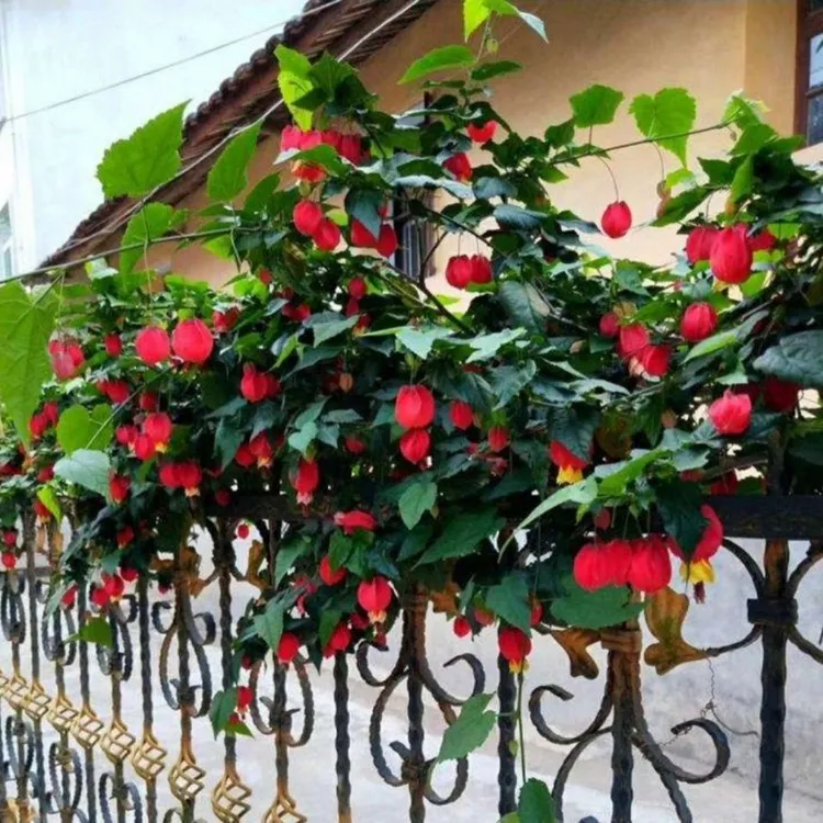 灯笼花爬藤垂吊绿植盆栽地栽花型喜庆花束爬藤植物蔓性风铃花爬藤