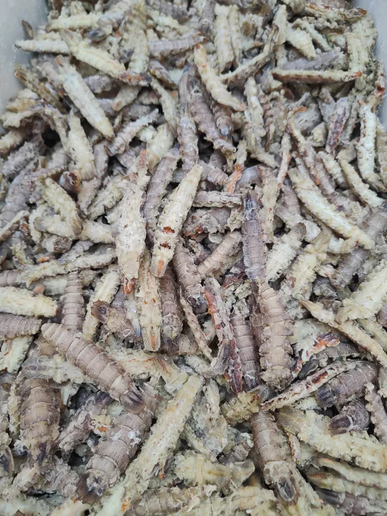 【顺合优选】青岛发货原味虾虎肉250g~500g