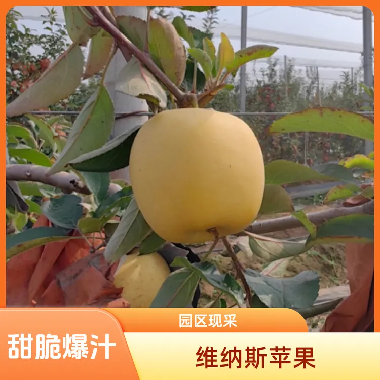 正宗脆甜多汁现摘新鲜黄金维纳斯苹果