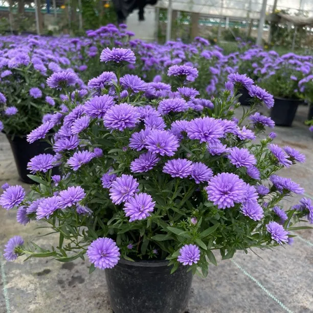 紫菀球菊多年生菊科耐寒耐热原盆原土发货盆栽紫色