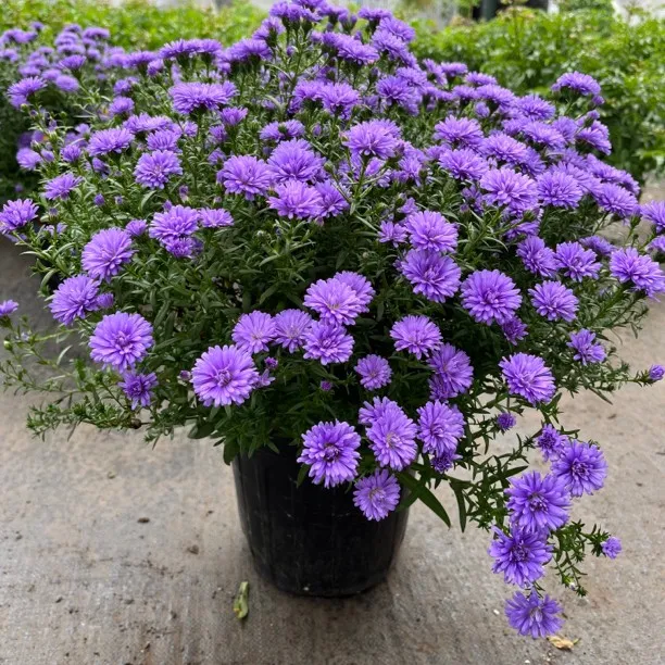 紫菀翠菊多年生四季开花耐寒耐热盆栽紫色
