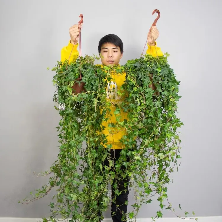 常春藤盆栽垂吊水培植物室内客厅阳台爬藤长青藤蔓悬挂绿植常青藤