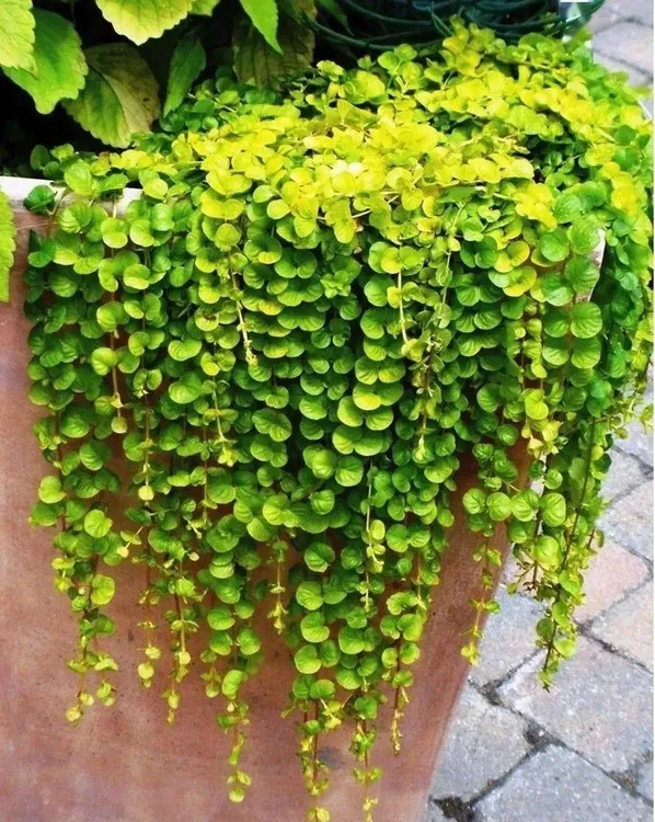 过路黄黄金串植物庭院花园花境金钱草多年生垂吊观叶绿植