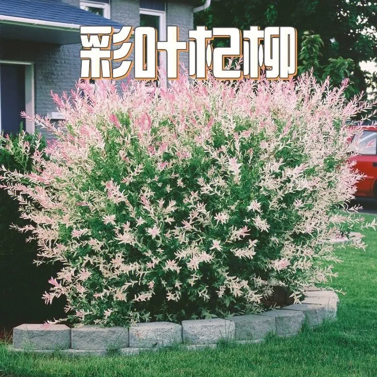彩叶杞柳 盆栽小苗柳妃 庭院花镜造景花卉 多年生灌木植物 包邮