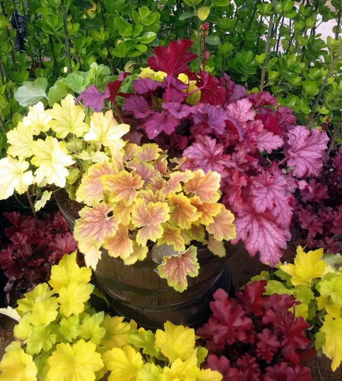 矾根植物盆栽观叶绿植耐寒四季阳台庭院花园花境