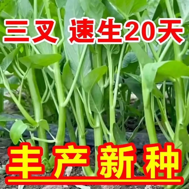 正宗三叉空心菜种籽柳叶通心菜种子盆栽菜园四季阳台蔬菜种子YL
