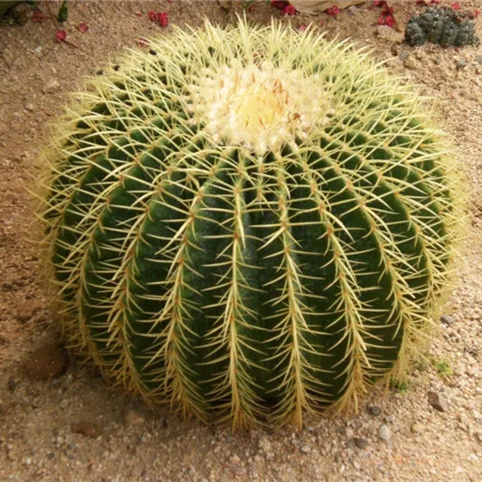 金虎仙人球仙人掌盆栽办公室电脑防辐射多肉植物肉肉绿植盆景金琥