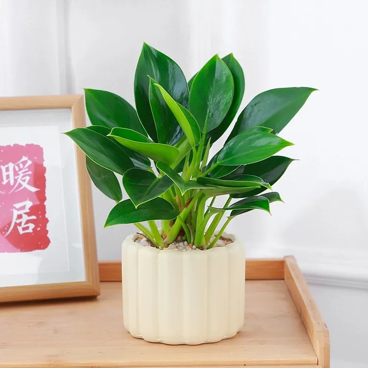 金钻盆栽绿萝箩室内植物花卉易活绿植客厅好养多肉新房吸除去甲醛