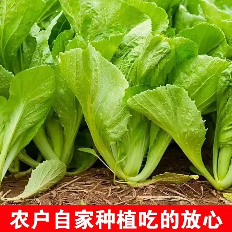 当季现摘芥菜新鲜大宽叶青菜做腌菜介菜圪塔包心芥菜酸菜新鲜泡菜