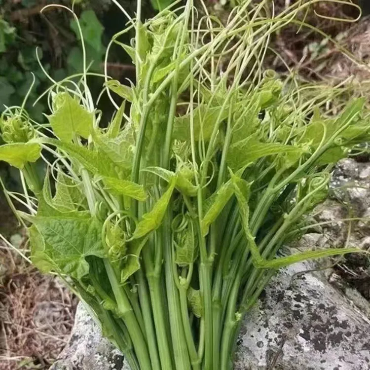 贵州高山新鲜龙须菜新鲜佛手瓜根茎捧瓜尖佛手瓜嫩尖瓜尖