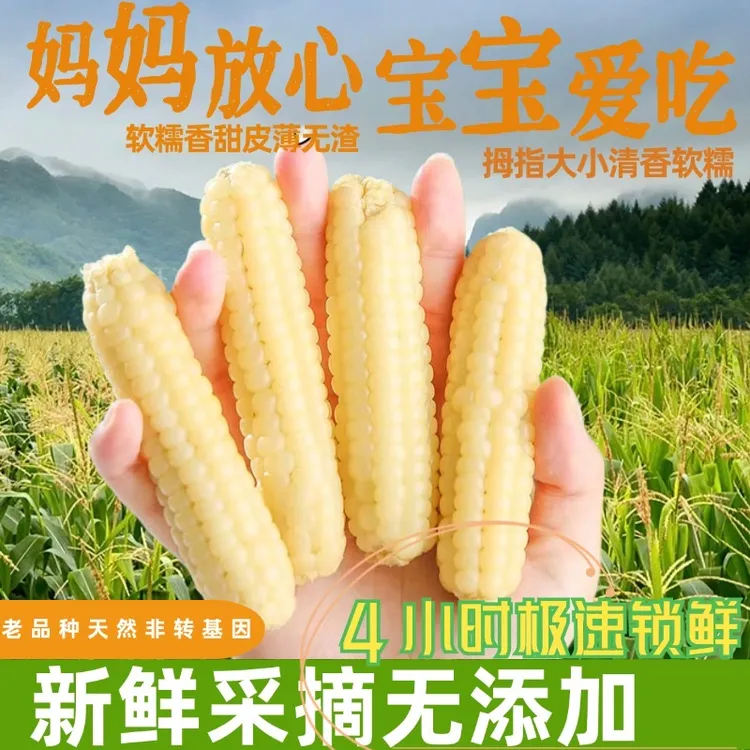 滇野阿依西双版纳拇指玉米软糯香甜产地现采新鲜香糯真空加热即食