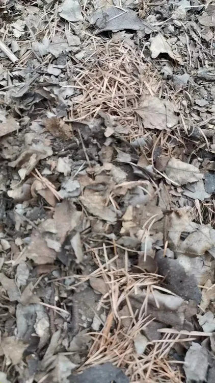 君子兰专用土（腐熟的橡树叶配松针）带木炭