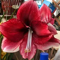 朱顶红【达芙妮1厘米左右小苗】剪叶发货黄叶叶子带红点无售后