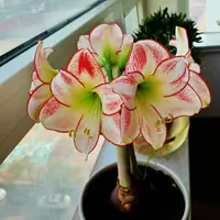 朱顶红种球【毕加索】-单瓣-开花球1粒-种球褐色