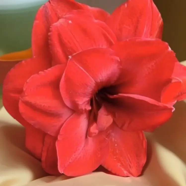 朱顶红种球进口【国王】-重瓣-开花球1粒-种球褐色