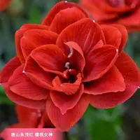 朱顶红自然球【樱桃妮芙-直径7/8厘米】-重瓣-1粒-不保开花