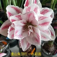 朱顶红残次球【水彩画】-重瓣-1粒-