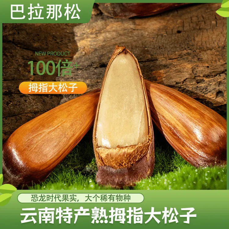 云南正宗巴拉那松子松球干果开口手剥巴西原产松球传奇松子坚果
