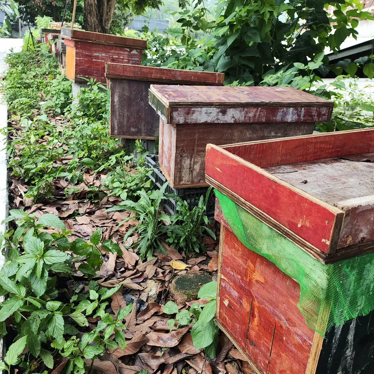 中蜂蜂群带王蜜蜂双色阿坝中蜂带王蜂群中华土蜂笼蜂