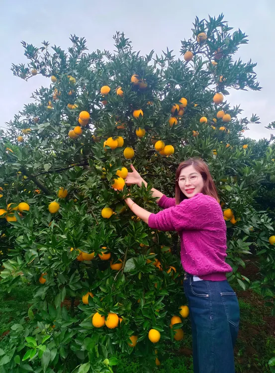 【正宗】湖南崀山脐橙新鲜现摘产地直发5/10斤香甜爆汁自家种植新宁