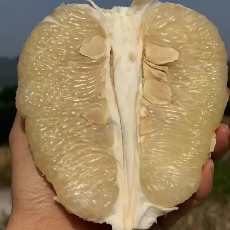 双十二活动沙田柚小果1.2-1.6斤 12个（捡趴活）