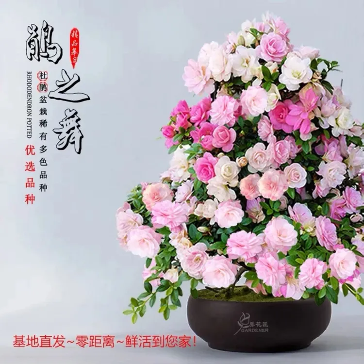 【煜铧园艺】鹃之舞皋月杜鹃一树多色四季开花耐寒
