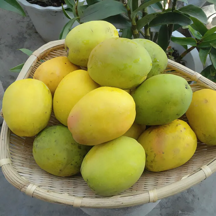 临沧酸木瓜新货新鲜青脆木瓜云南特产孕妇酸果子泡酒青木瓜脆