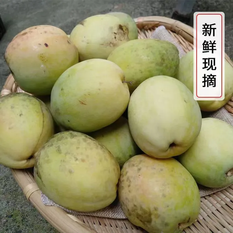 2024云南特产老品种酸木瓜云南新鲜木瓜孕妇野生水果酸生吃脆泡酒