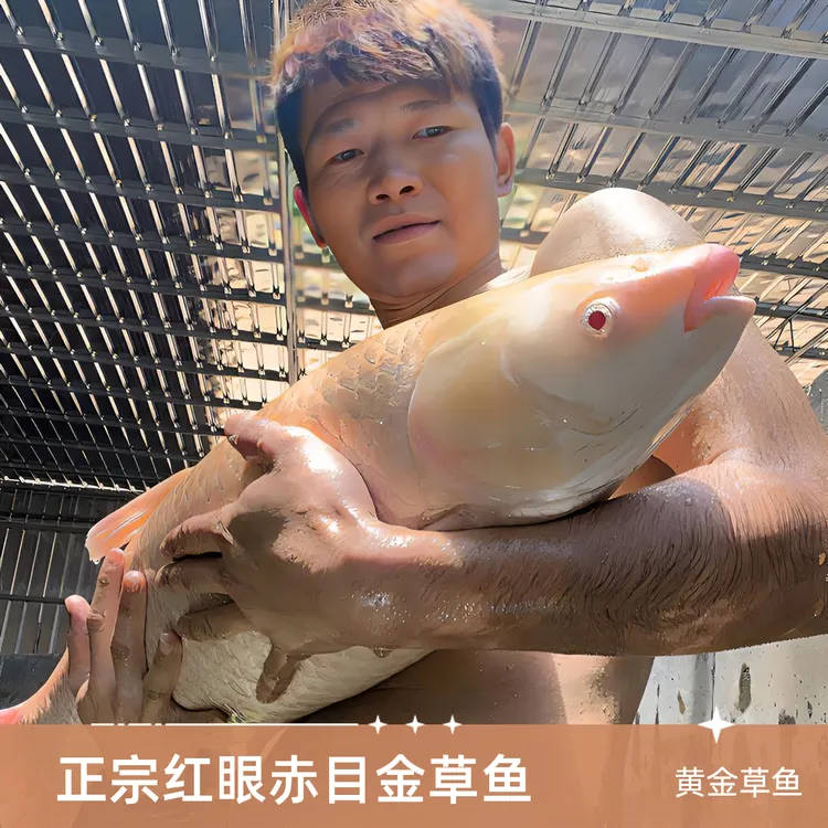 红眼金草鱼赤目金鲩鱼精选俄罗斯金草鱼冷水鱼淡水鱼