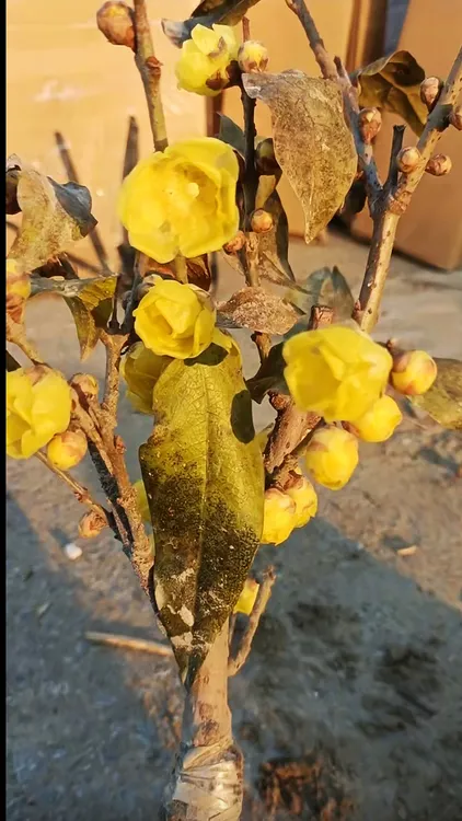 大花素心腊梅小苗带花苞发货浓香型好品种小盆景植物