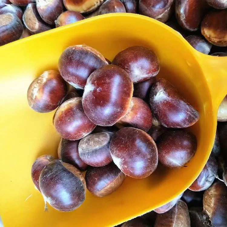 2025大别山新鲜罗田板栗红壳板栗500克包邮