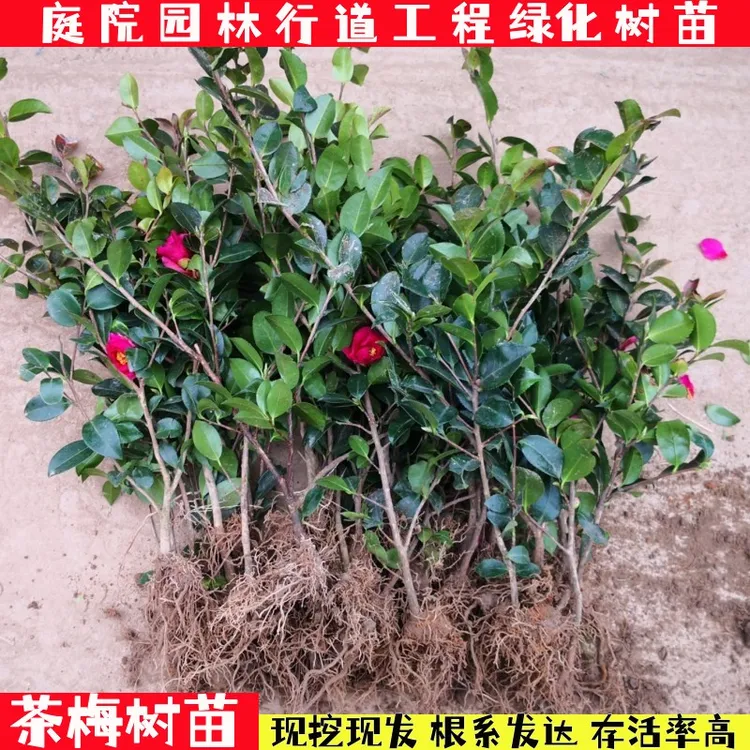 茶梅花苗茶花小苗白粉红茶梅球四季盆栽耐寒茶花树苗庭院花园植物