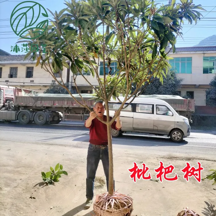 枇杷树苗果树果苗特大盆栽植物南方种植庭院
