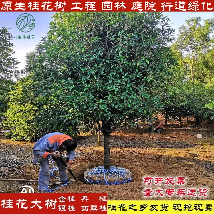 桂花树大树金桂银桂丹桂四季桂八月桂花地栽盆栽庭院绿化桂花树