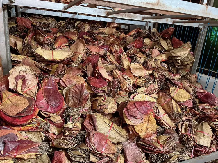 斗鱼榄仁叶榄仁叶水族包邮小型热带鱼龙鱼乌龟虾缸降酸水族ph值
