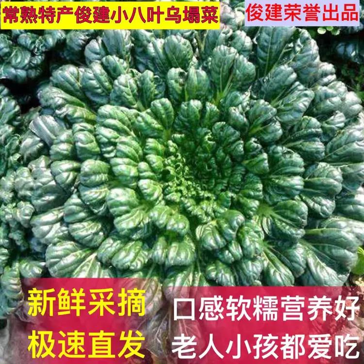乌塌菜现摘现发常熟小八叶塌菜青菜黄心菜千叶菜 火锅好配菜1斤起