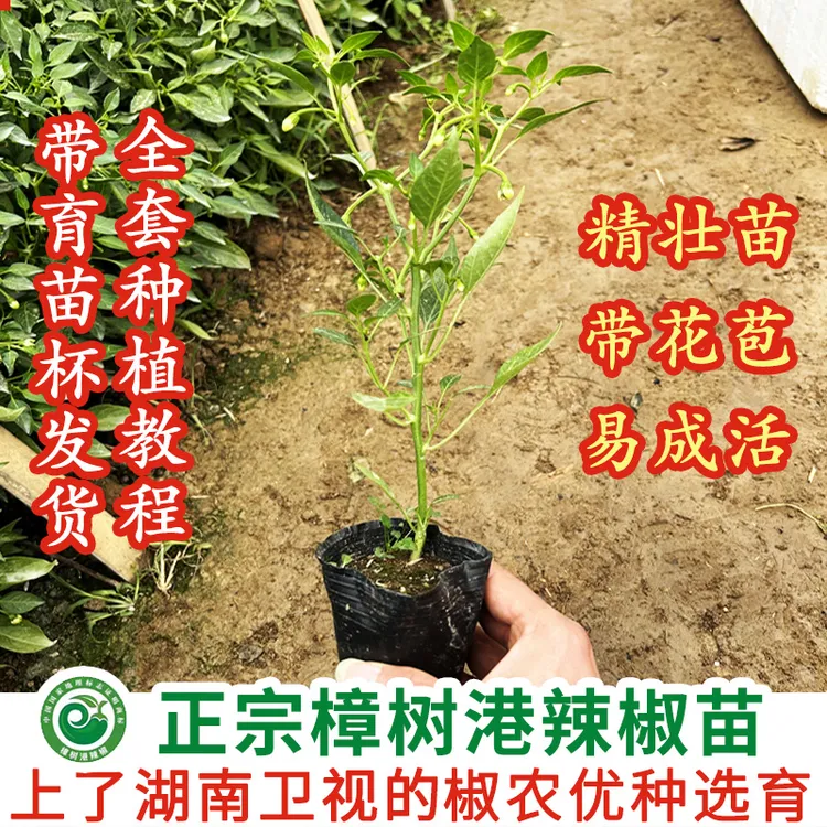 正宗樟树港辣椒苗精选优种大苗营养杯带土易成活产量高3/6/8/10棵