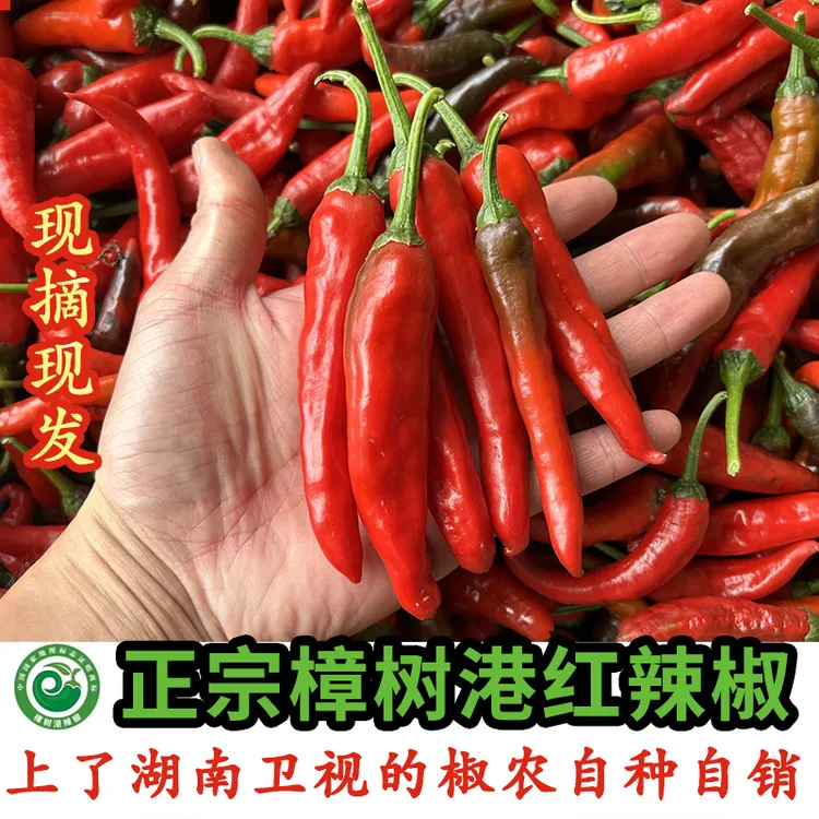 正宗樟树港红辣椒椒农自种新鲜现摘顺丰包邮湖南湘阴特产1斤/2斤